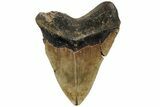 Fossil Megalodon Tooth - North Carolina #221822-2